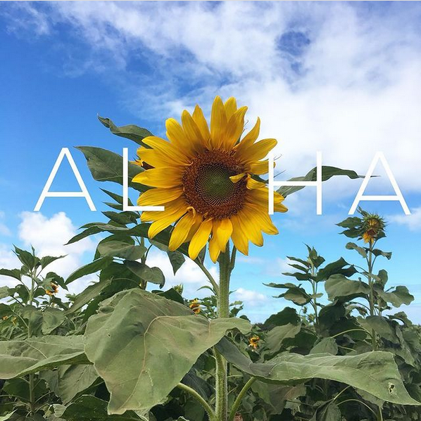 Stop to smell the 🌻 on this #AlohaFriday