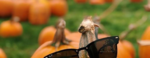 Ray Ban sunglasses on a pumpkin
